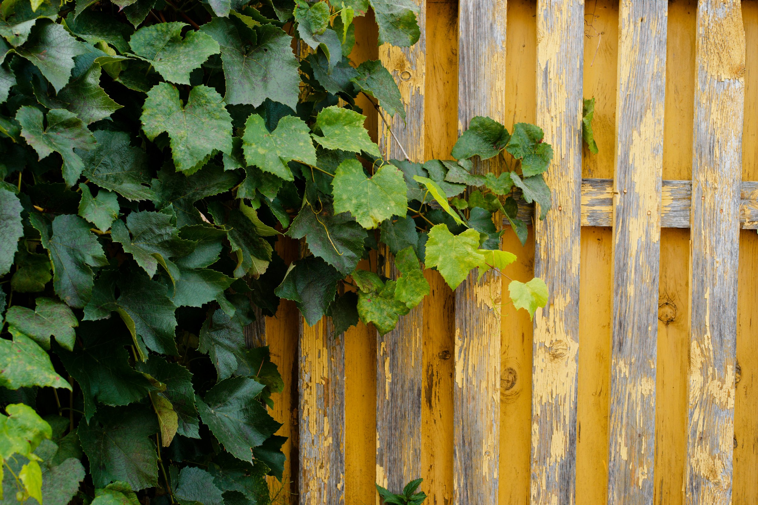 Green ivy leaves growing on a weathered yellow wooden fence.