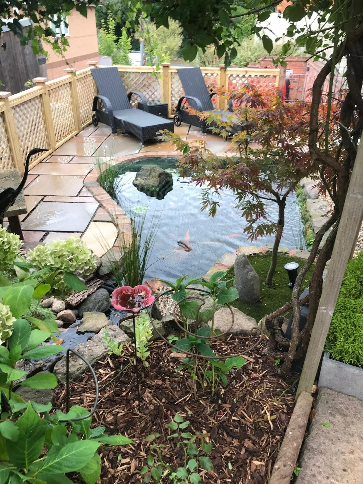 Backyard with small pond containing fish, surrounded by plants, rocks, and mulch, featuring two black lounge chairs on a wooden deck, and a lattice fence in the background.