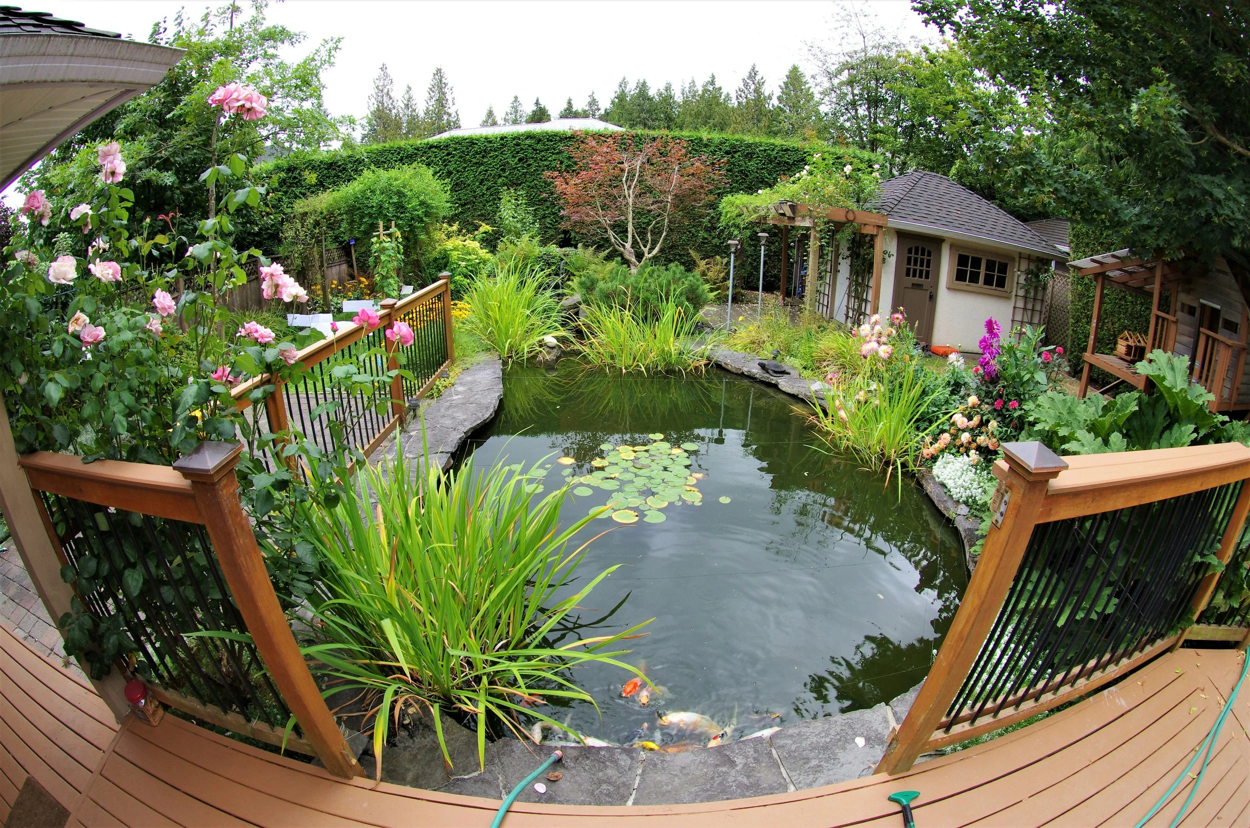 A backyard garden with a pond, surrounded by lush greenery, flowering plants, and a wooden deck with railing.