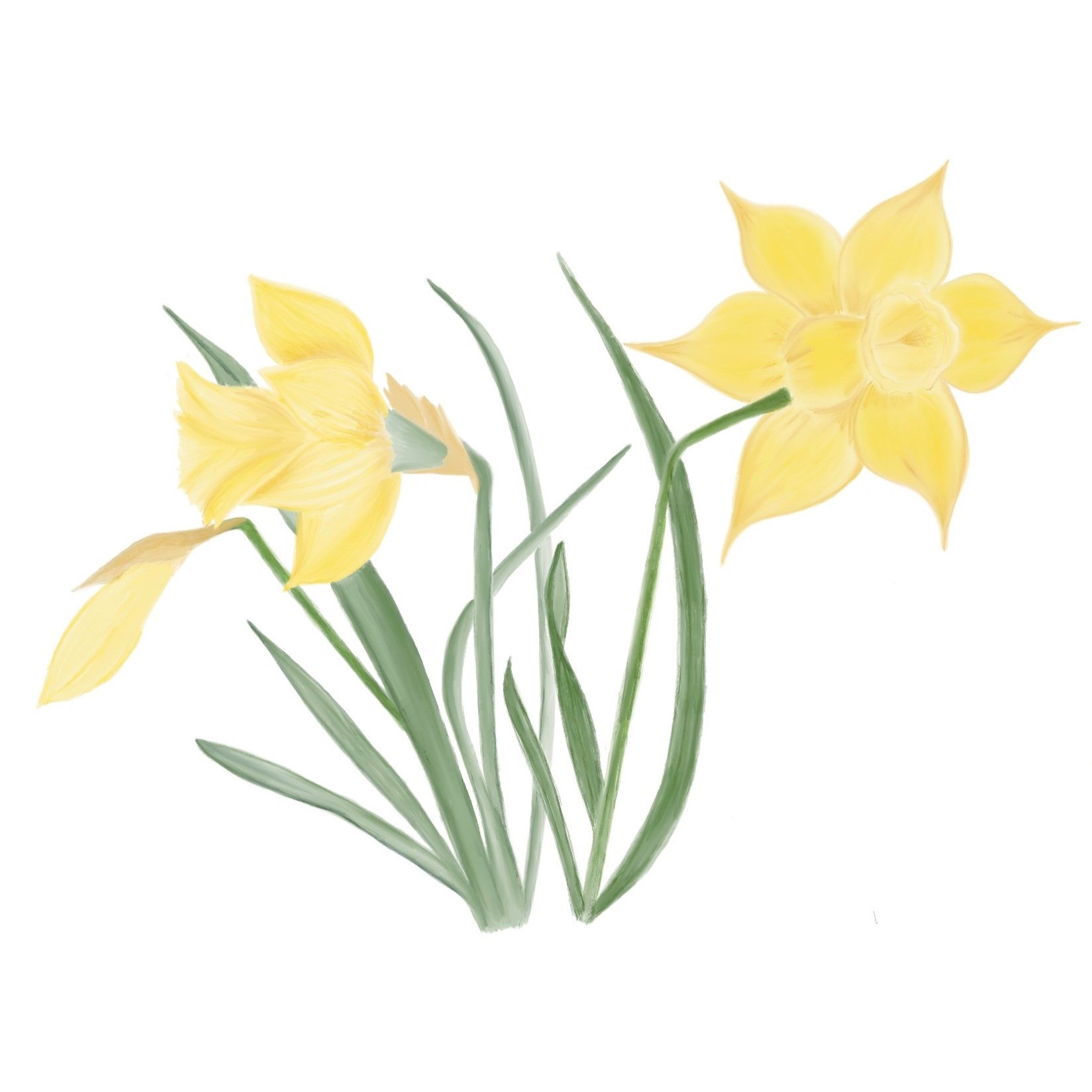 Daffodil.jpg