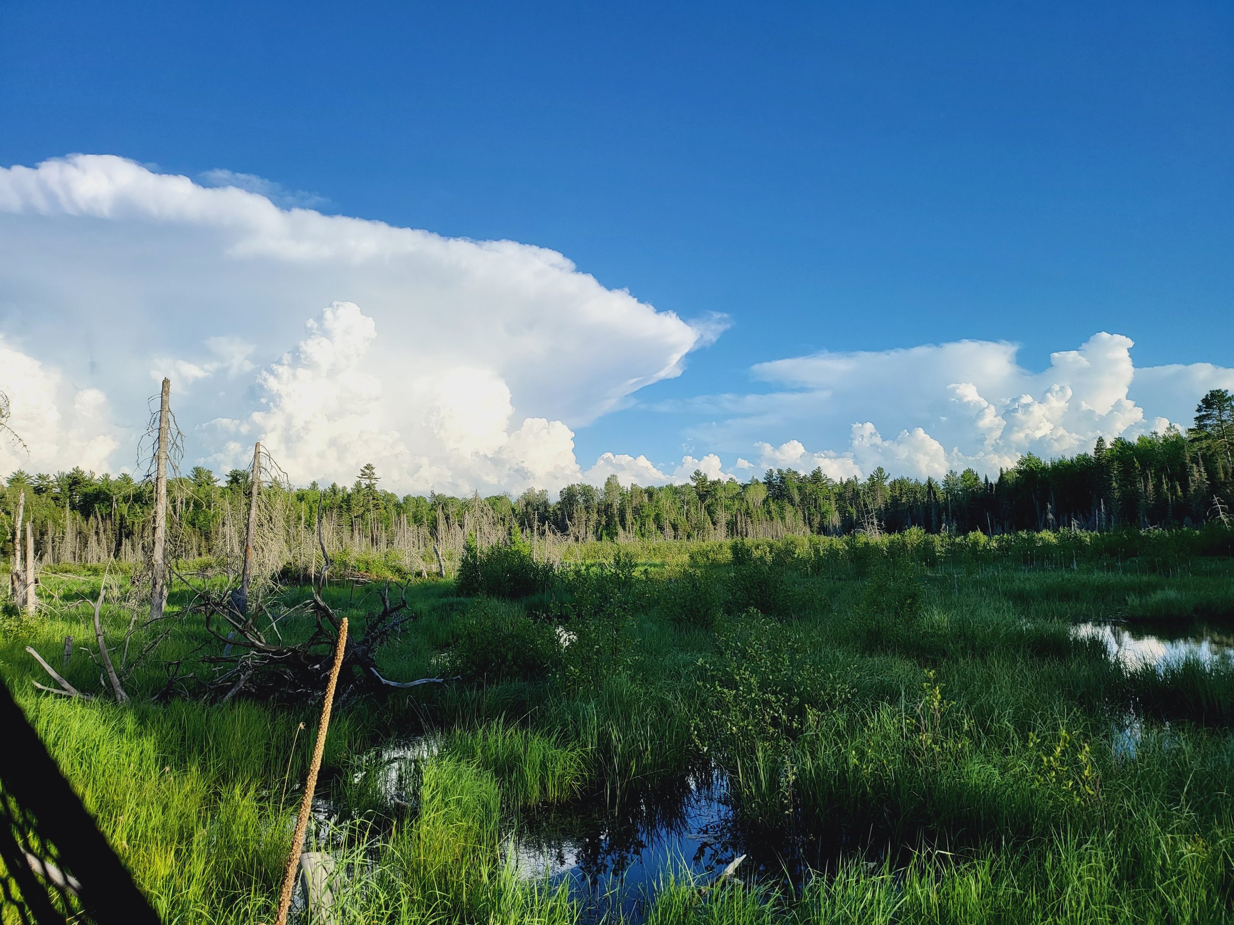Wetland landscape with lush greenery, scattered trees, and a bright blue sky with white cumulus clouds.