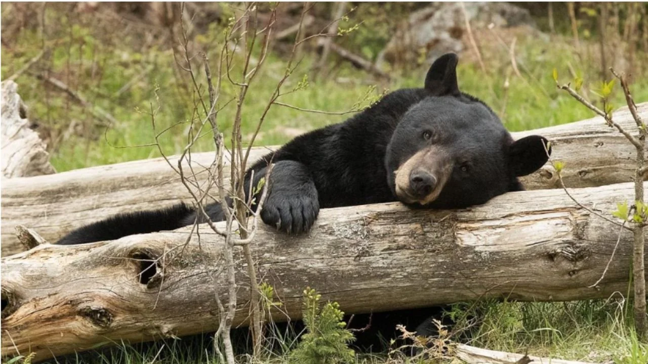 Minnesota Attractions: 5 Unique Places Beyond the Crowds (Ely Guide)