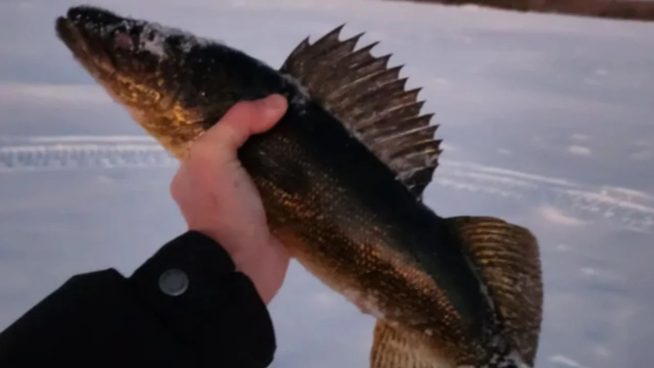 7 Easy Farm Lake Fishing Spots for Families in Ely, MN