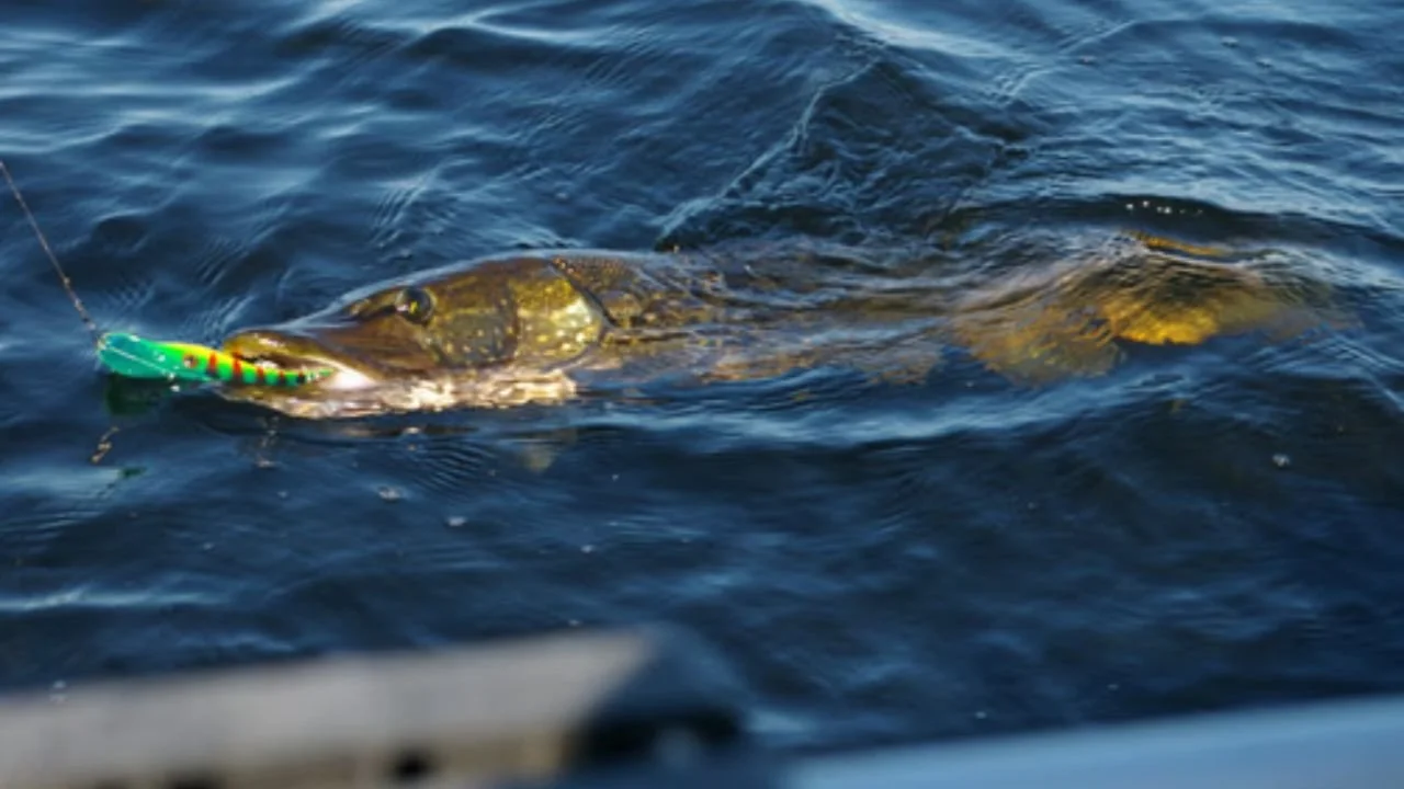 Northern Pike Fishing in Ely, MN: Best Tips &amp; Local Guide