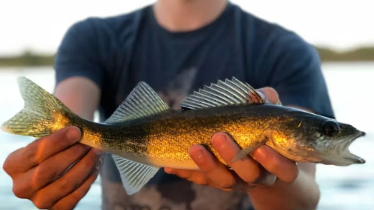 Walleye Fishing on Farm Lake Ely MN: Best Spots &amp; Tips