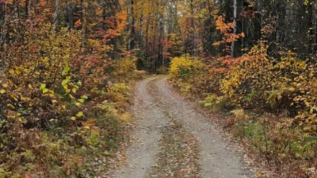 Minnesota Fall Foliage Guide: Why Ely Is the Perfect Autumn Escape