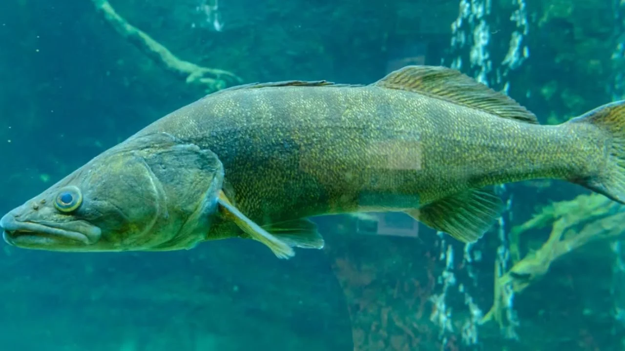 Best Fishing Lakes in Minnesota: A Local Guide to Northern Waters