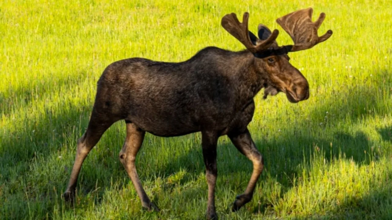 Where Can You See Moose in Minnesota? Top Spots Near Ely