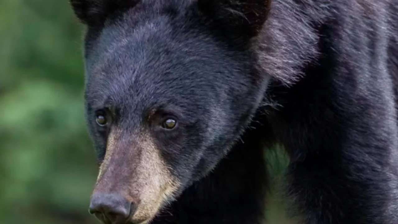 Where to See Bears in Minnesota: Best Places Near Ely, Minnesota