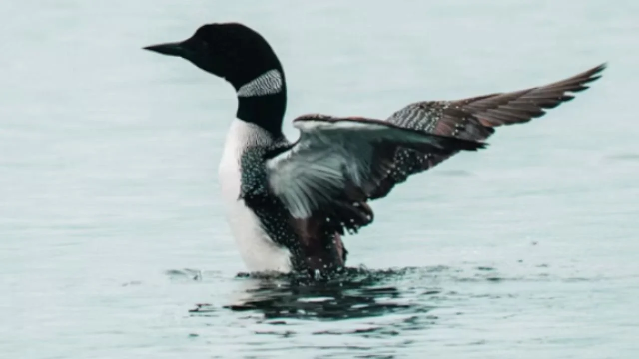 Where Can I See a Loon in Minnesota? Best Spots Near Ely