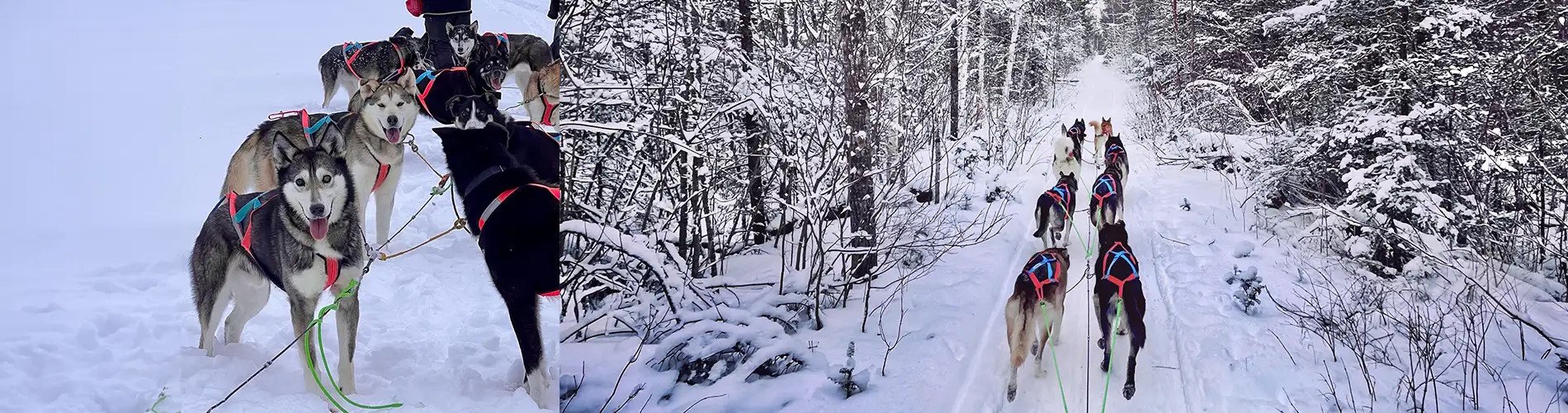 Dog Sledding