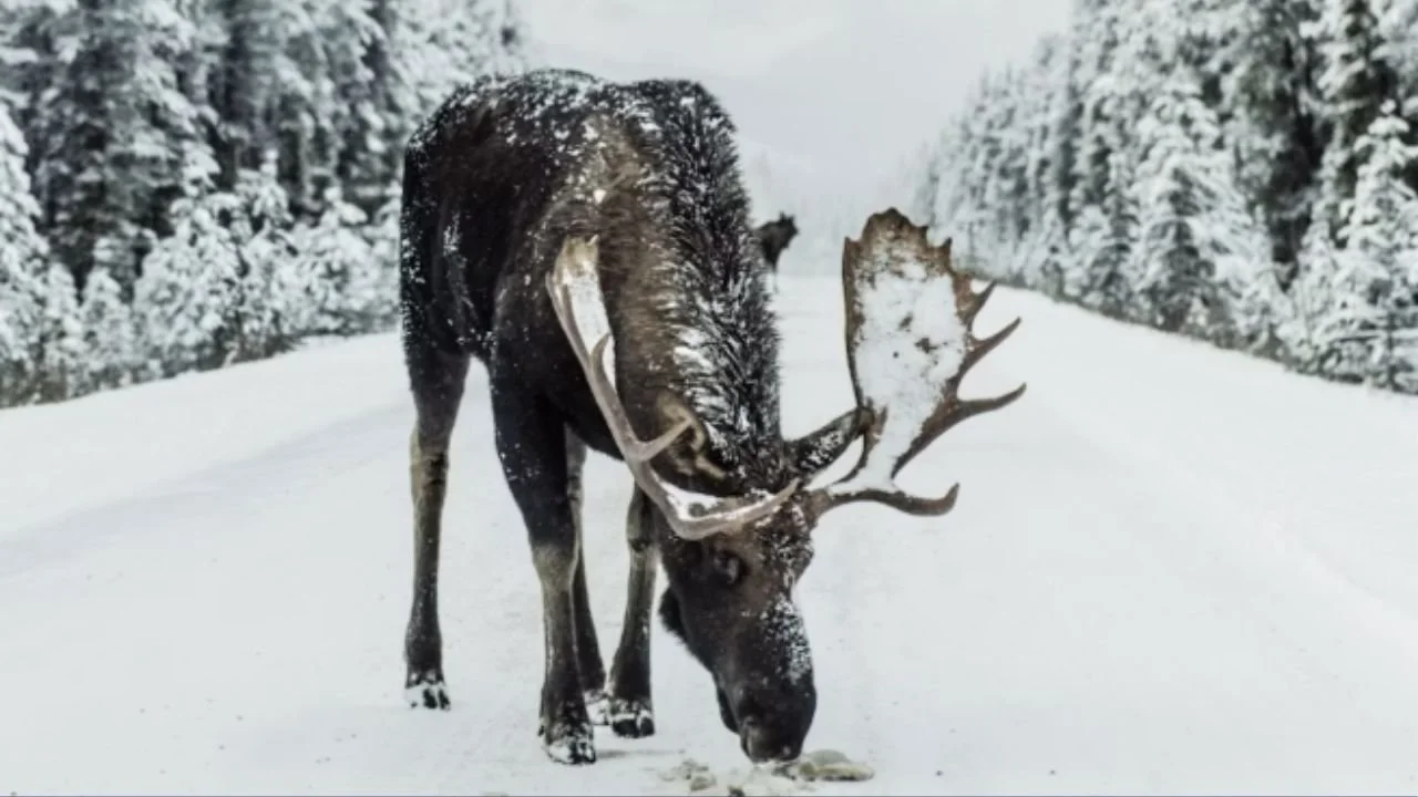 A brown moose in a snowfield.