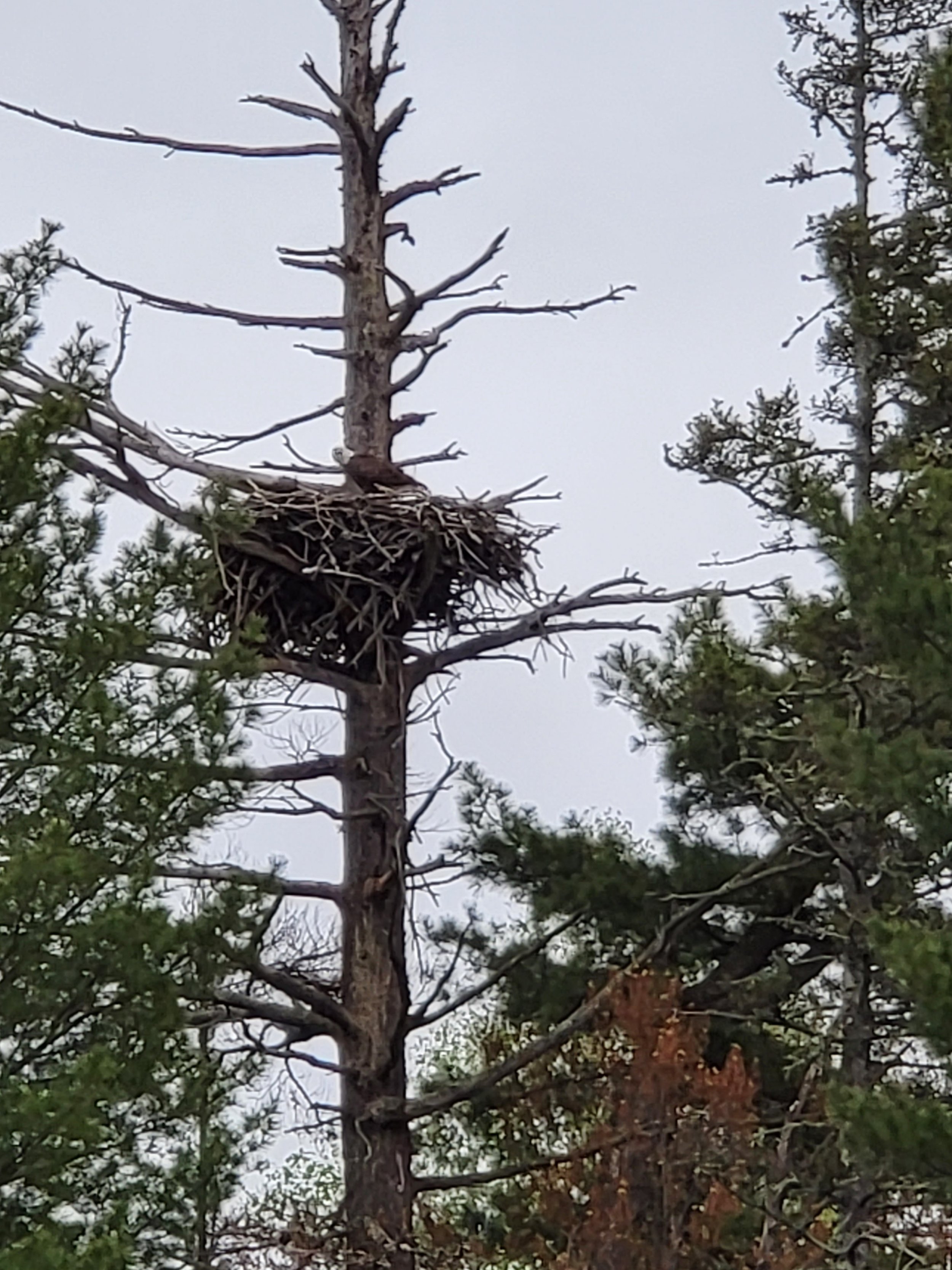 A large bird nest perched atop a tall, bare tree surrounded by other trees with green foliage.
