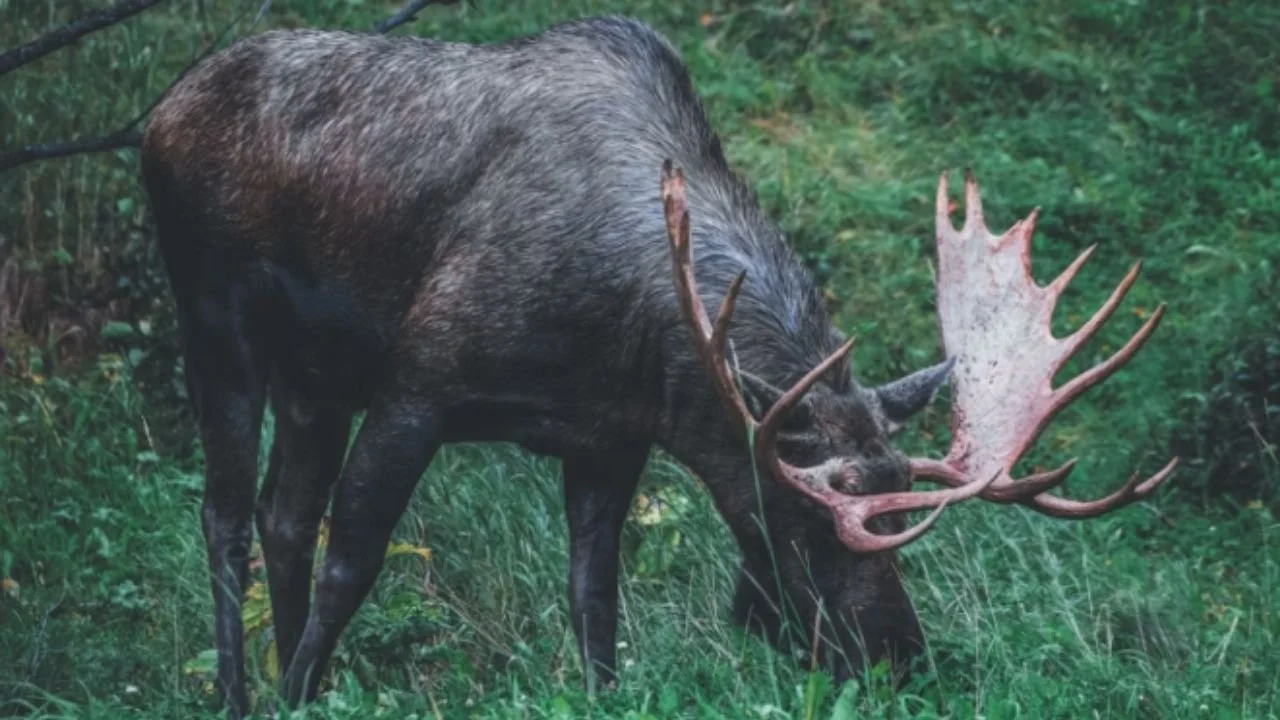 A moose grazing on grass.