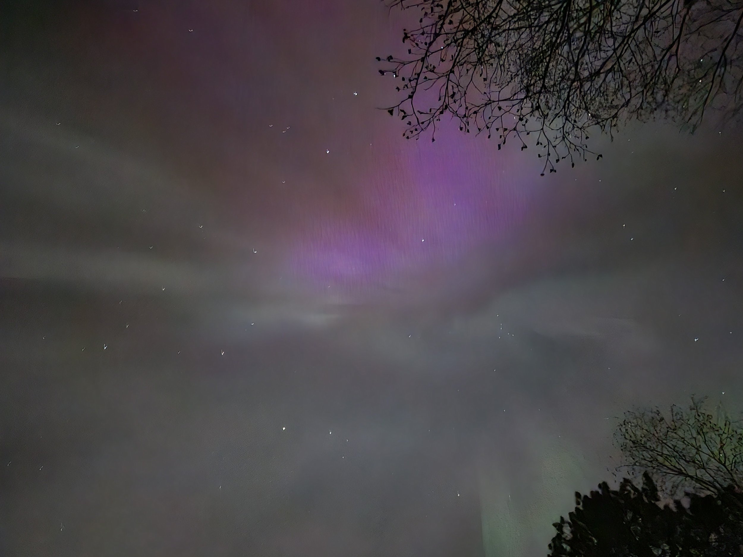 Northern lights with purple and green hues in the night sky, accompanied by stars and silhouetted tree branches.