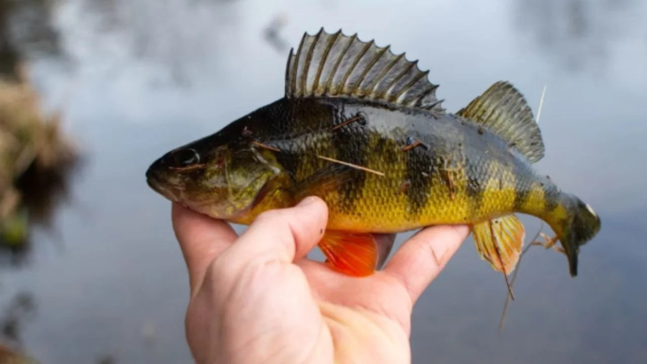 A hand holding a yellow perch fish.