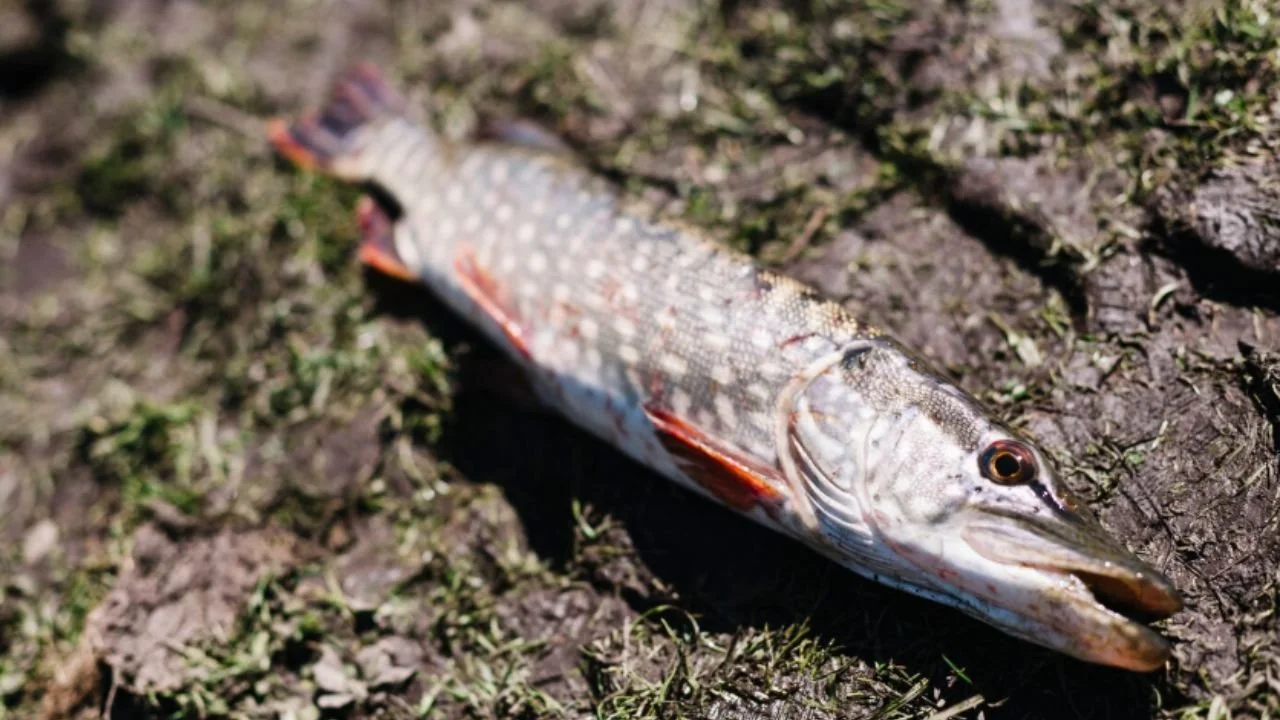 Close-up of a fresh northern pike.