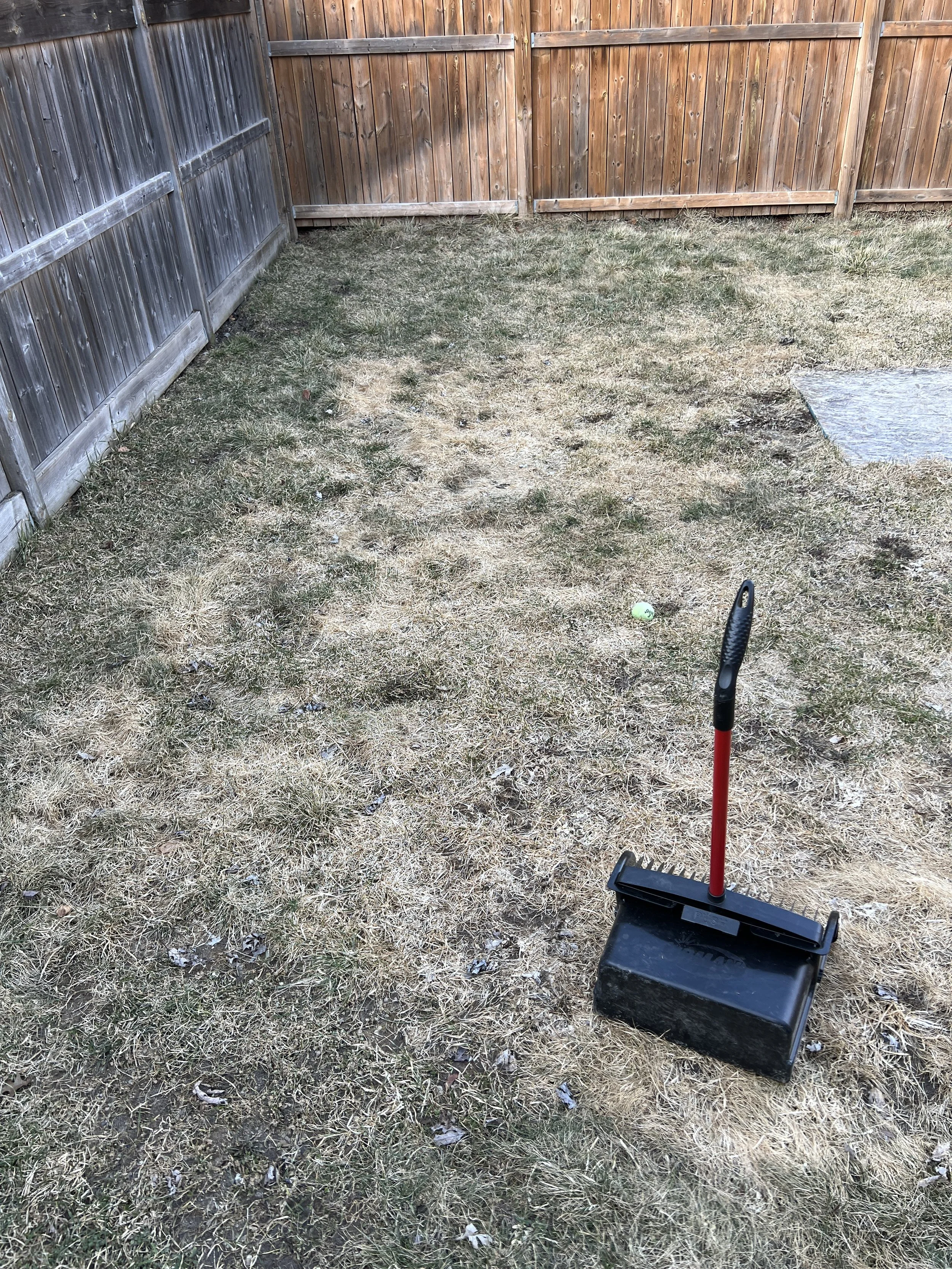 Backyard with dry grass, a wooden fence, and a black scoop with a red handle on the ground.