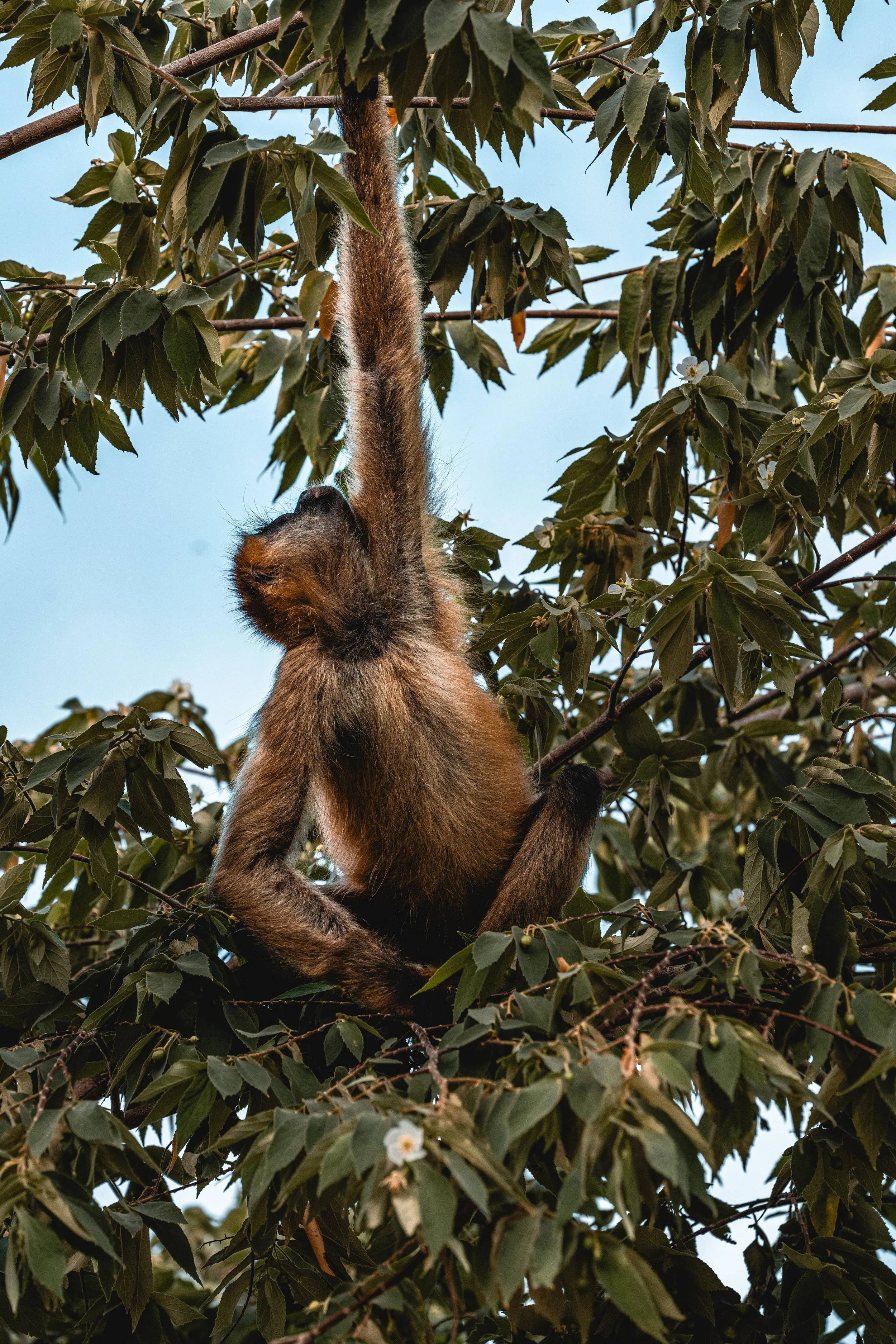 Wildlife Encounters on the Road: What to Expect in Costa Rica
