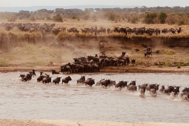 Tantalizing Tanzania Part 3: Serengeti, Loliondo Game Conservancy & Mara River Crossing