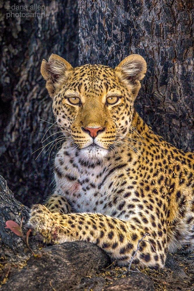 Disconnect to reconnect.
Trade Wi-Fi for wildlife, meetings for migration, and noise for the natural symphony of the savannah.

🐘 Indulge in the ultimate escape &mdash; nature, luxury, and magic all in one unforgettable safari experience.
#SafariLux