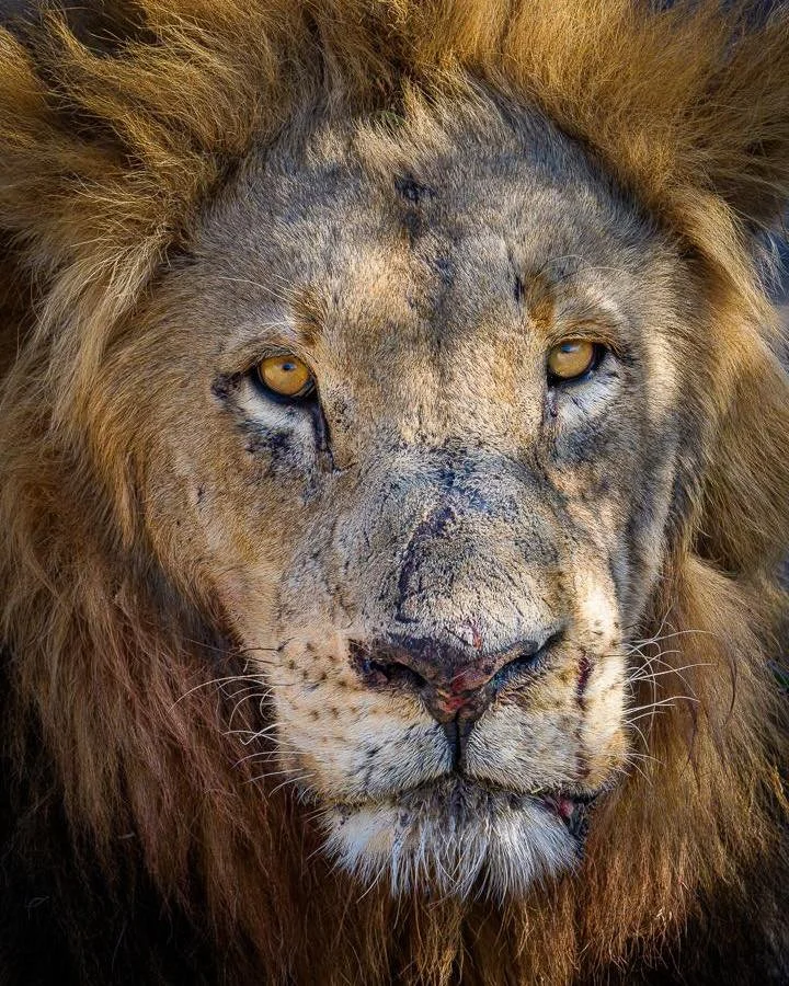 Just dropped my latest blog &mdash; The Call of Africa: Why This Is the Trip of a Lifetime 🌍 From sweeping savannas to ancient cultures, I&rsquo;m sharing why Africa isn&rsquo;t just a destination&mdash;it&rsquo;s a life-changing journey.

https://t