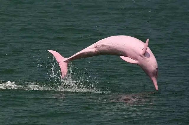 Pink-Dolphin Jumping.webp