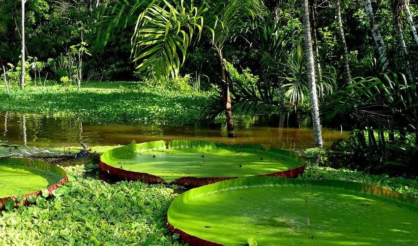 Peru amazon-rainforest.jpg