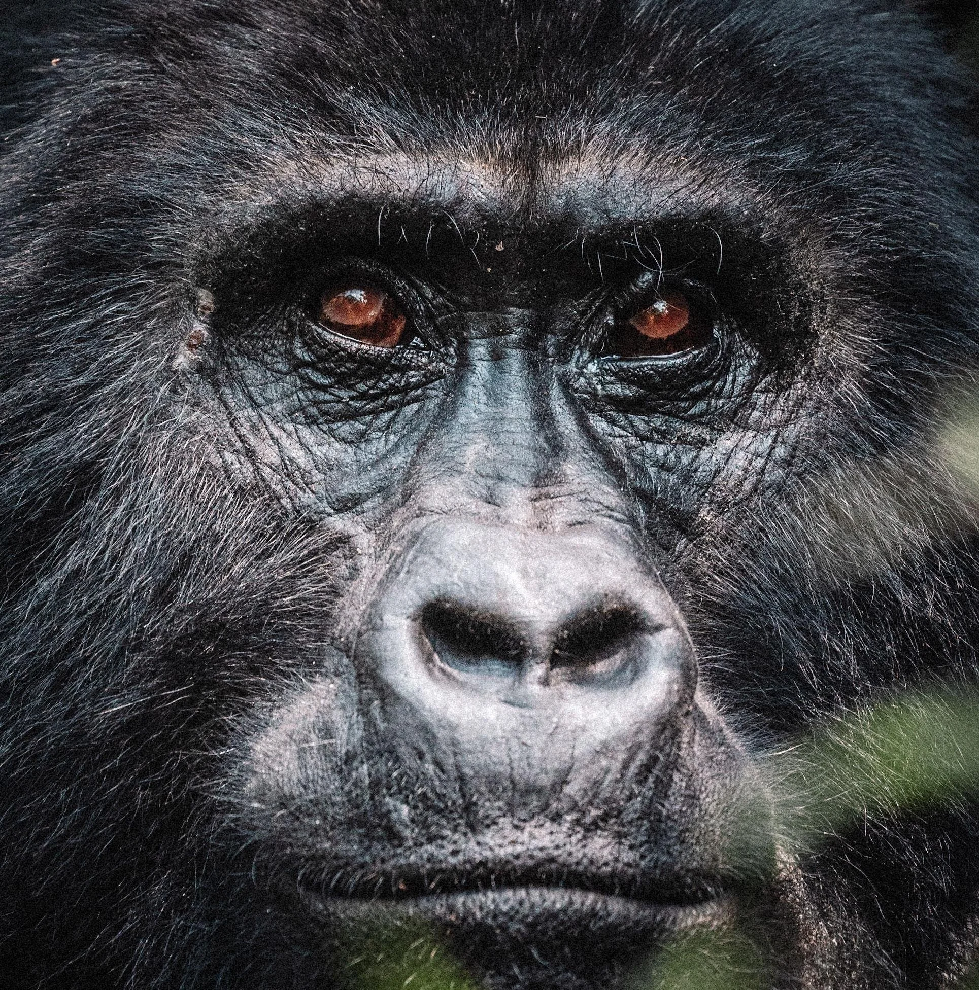 There are safaris.
And then there is Uganda.

My exclusive small-group journey to The Pearl of Africa is designed for travelers who want:

&bull; Gorilla trekking in Bwindi
&bull; Wildlife in Queen Elizabeth National Park
&bull; Nile exploration
&bul