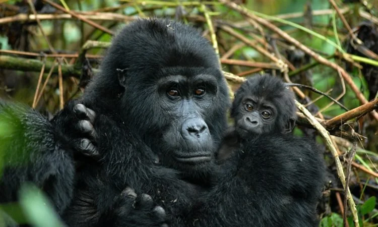 Uganda: The Pearl of Africa