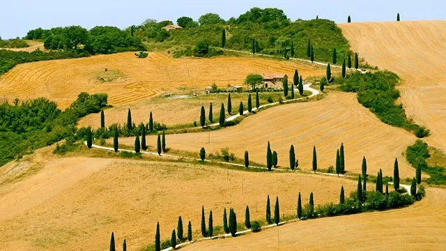 Rolling countryside with winding dirt road, lined with tall cypress trees, fields of golden crops, and green hills in the background.