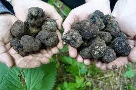 Two hands holding clusters of black truffles