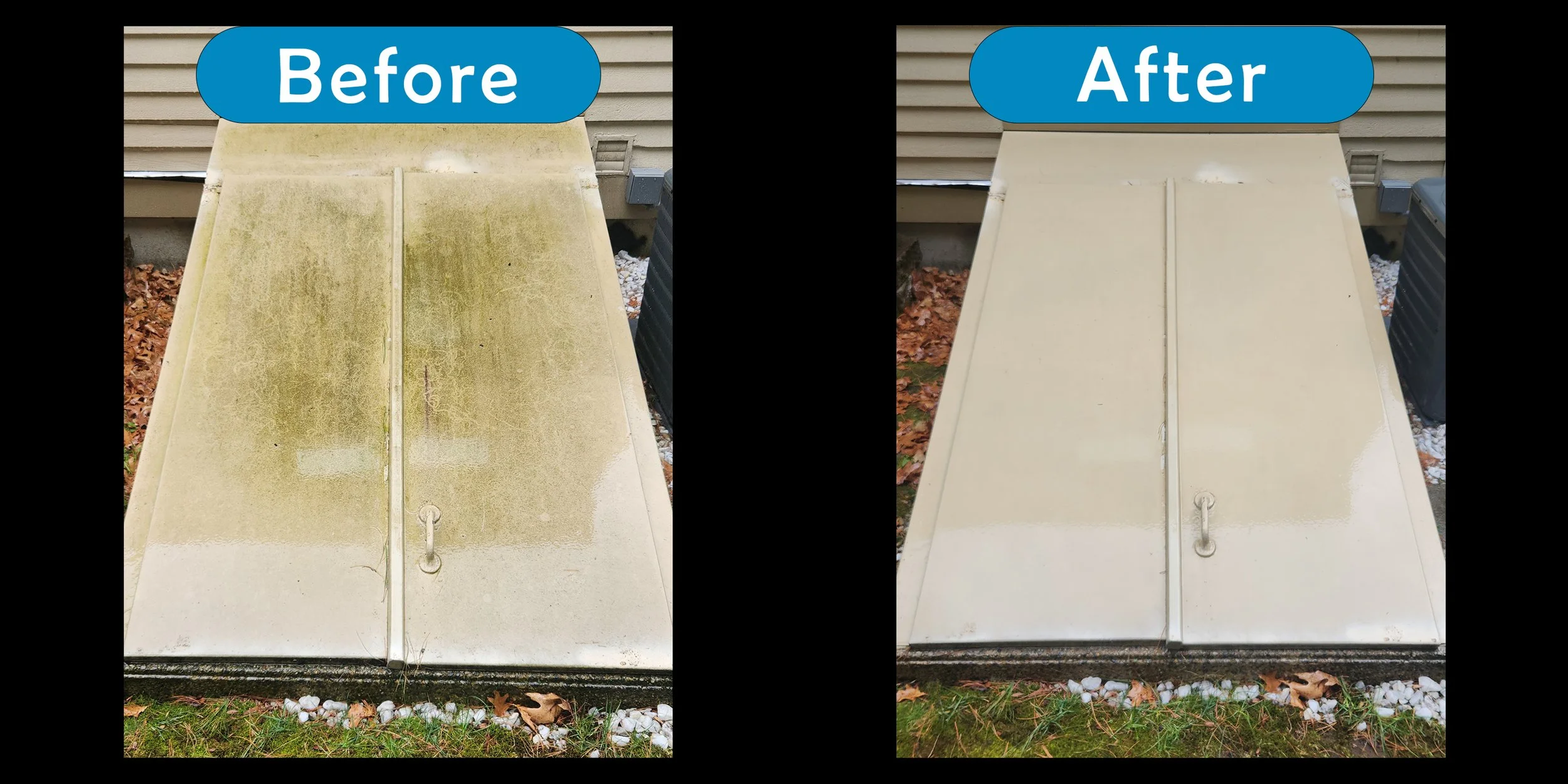 What is the Difference Between Mold and Algae?