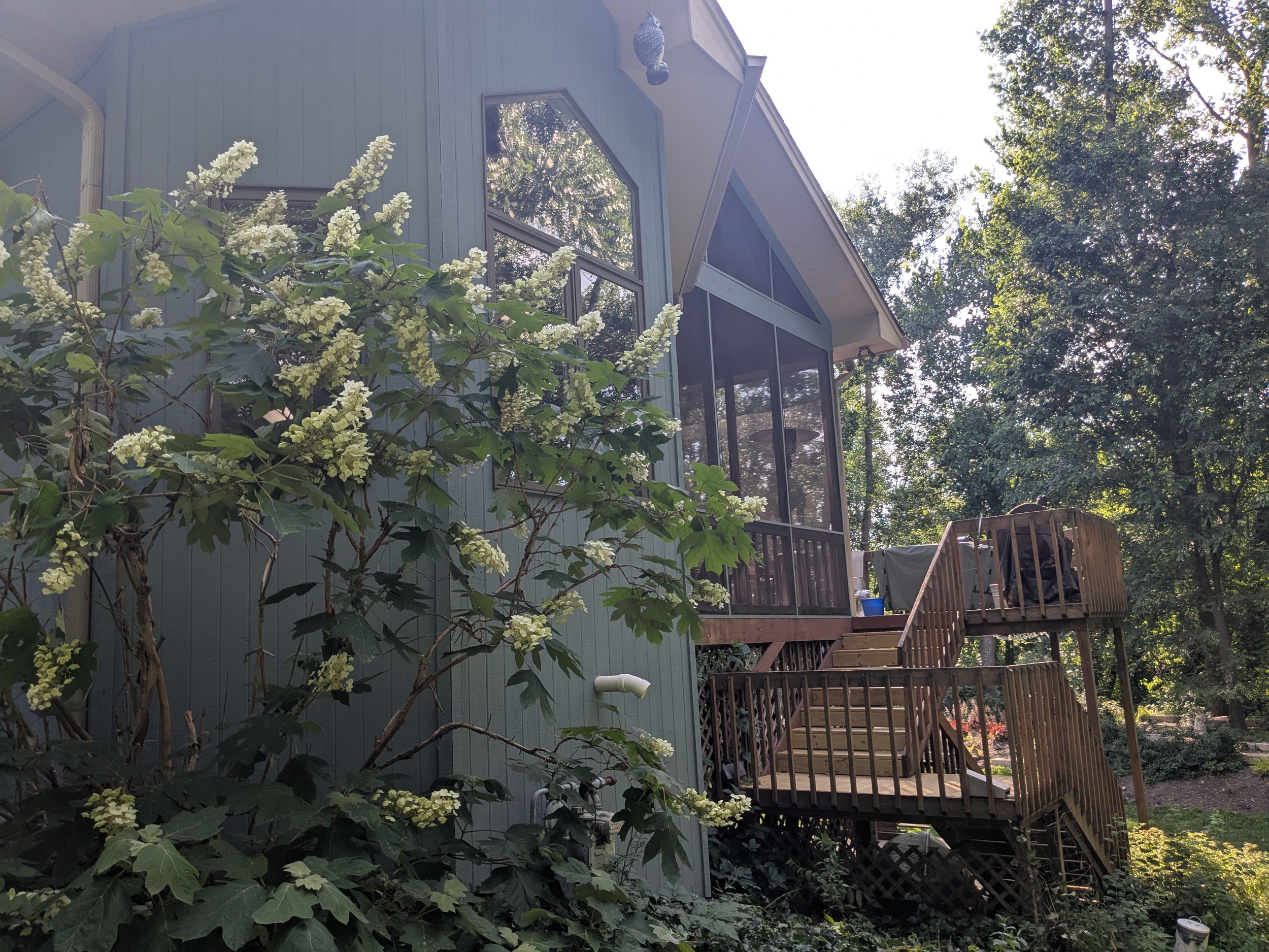 A blue house with large windows and a screened-in porch. There are wooden stairs leading up to the porch, surrounded by greenery and trees.