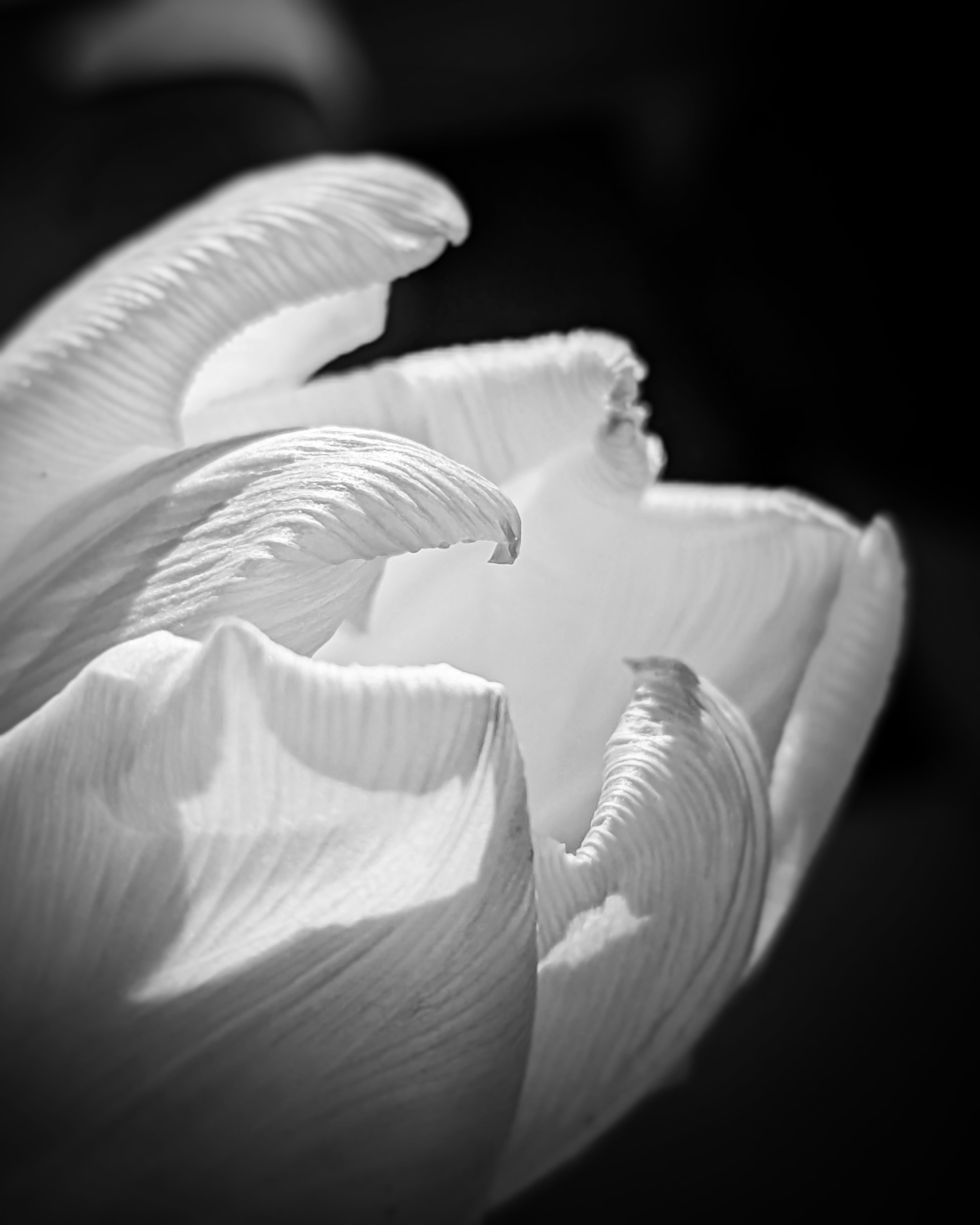 Close-up of a white tulip in monochrome, highlighting petal textures