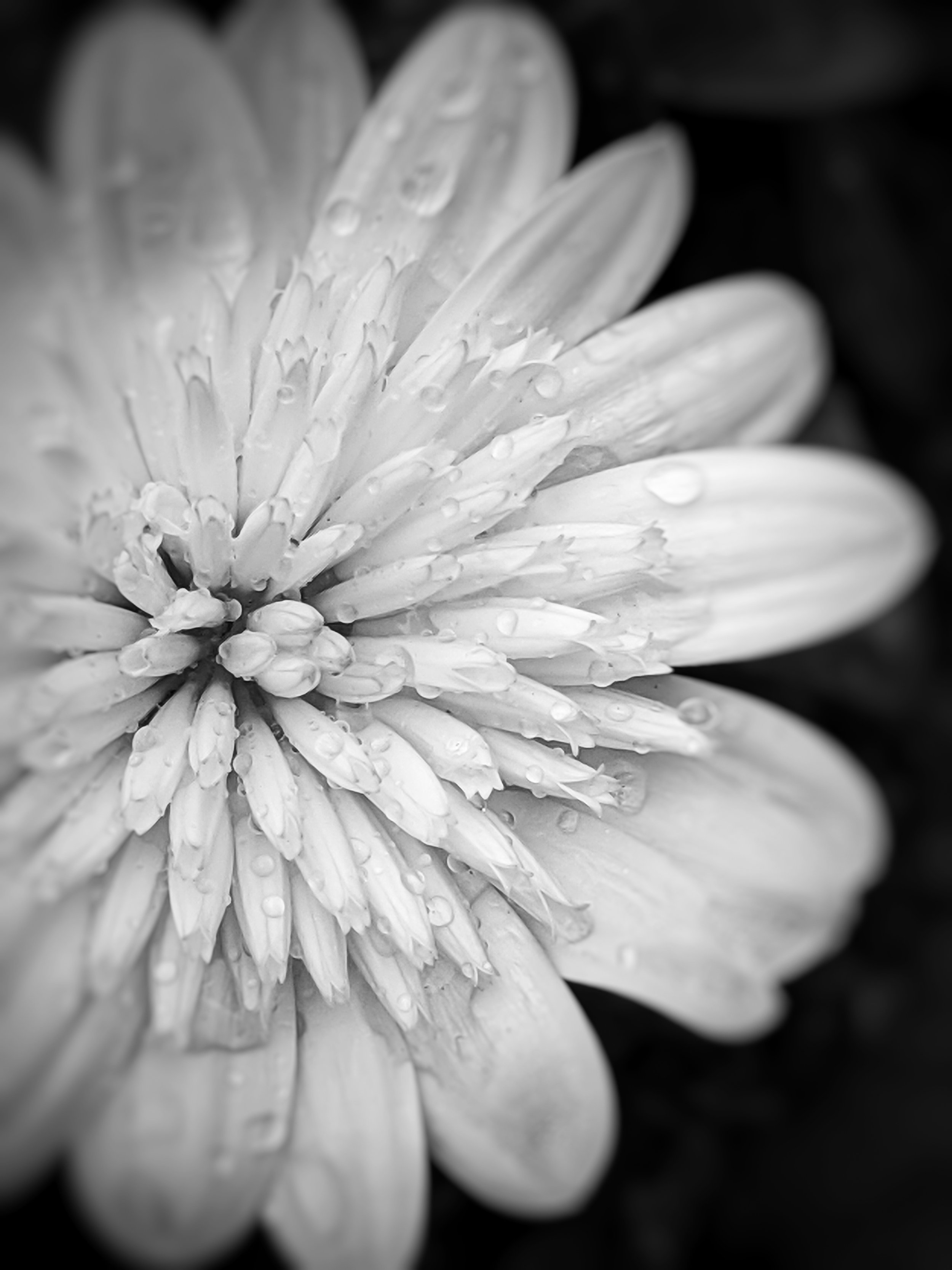 Close-up of a flower with petals covered in water droplets, in black and white.