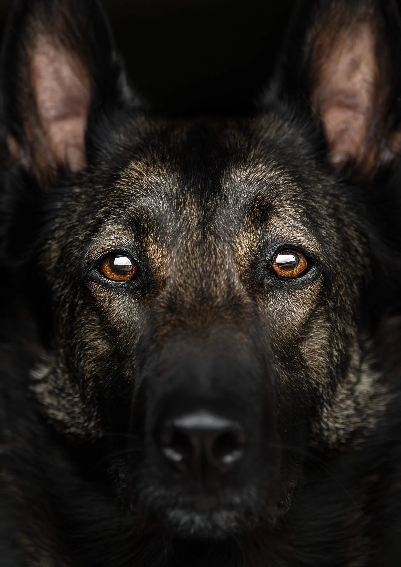 Un gros plan d'un chien noir et brun, regardant directement la caméra, avec un fond noir.