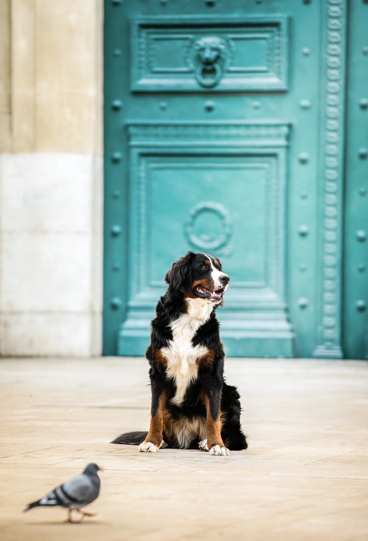Chien berger australien assis devant une grande porte bleue avec une colombe en premier plan.