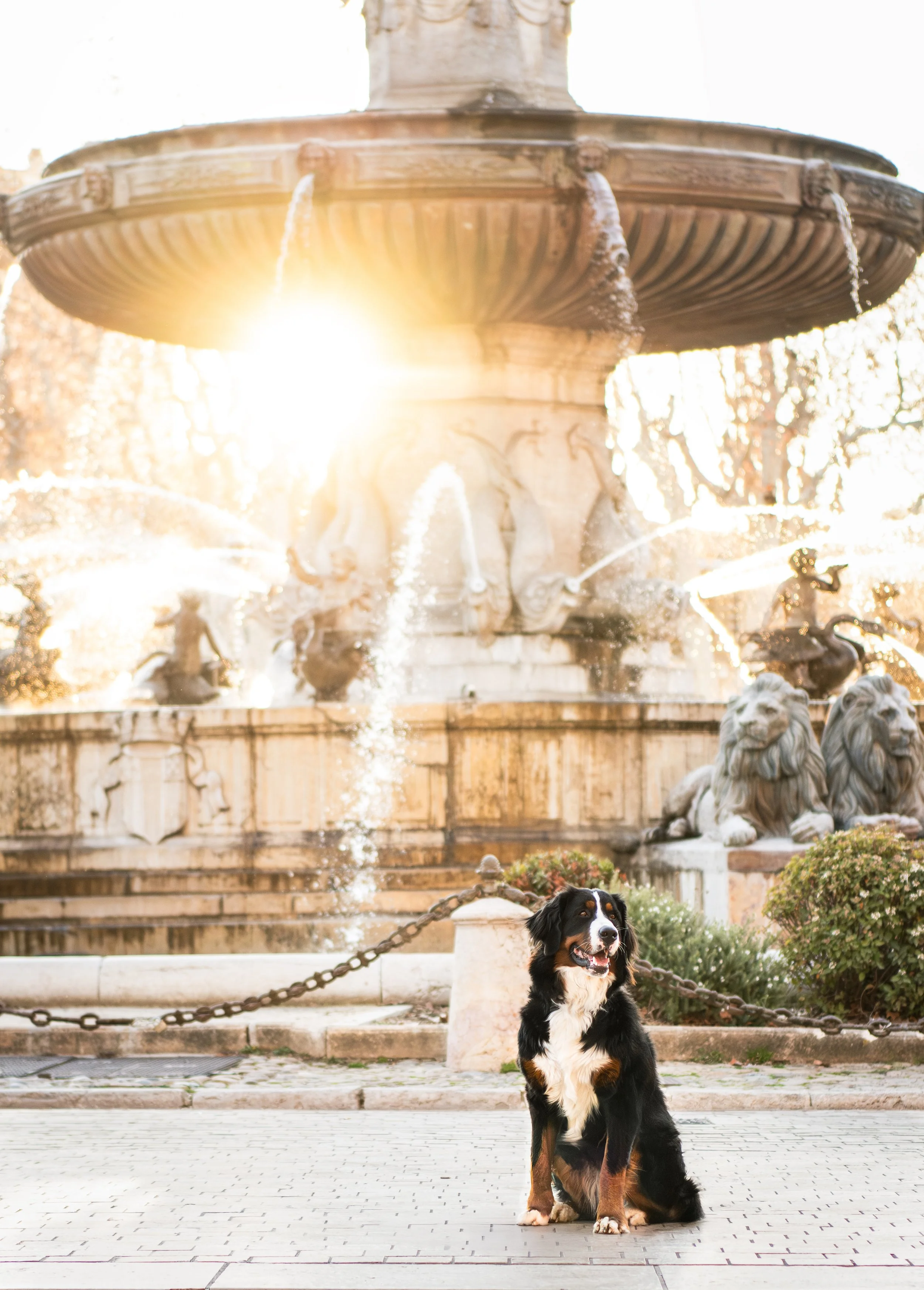 Chien assis devant une fontaine en pierre avec des sculptures de lions en bronze, au soleil couchant.