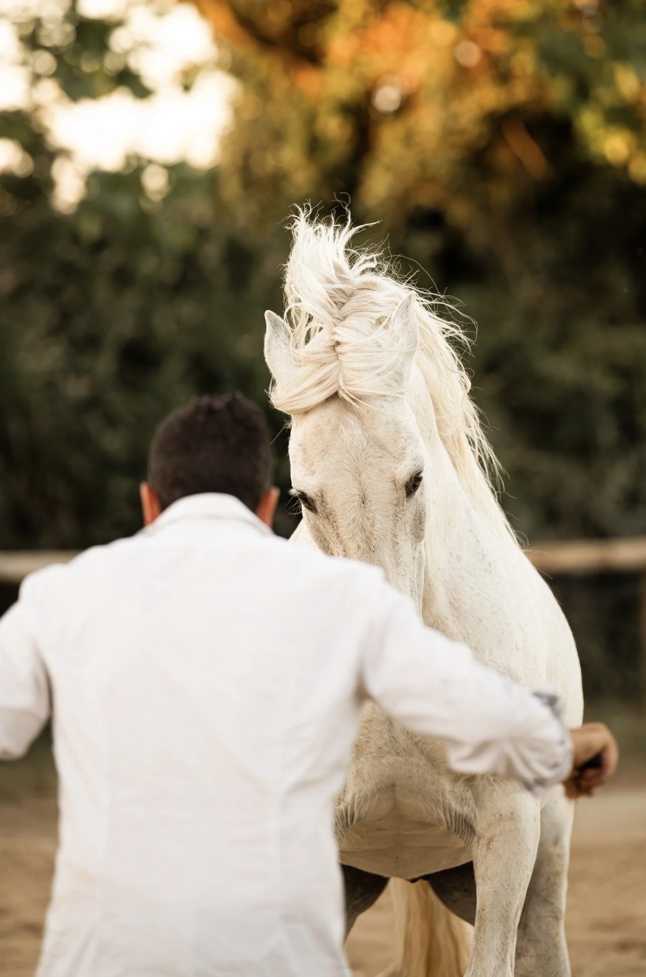 Un homme face à un cheval blanc dans un environnement naturel, avec des arbres aux feuilles d'automne en arrière-plan.