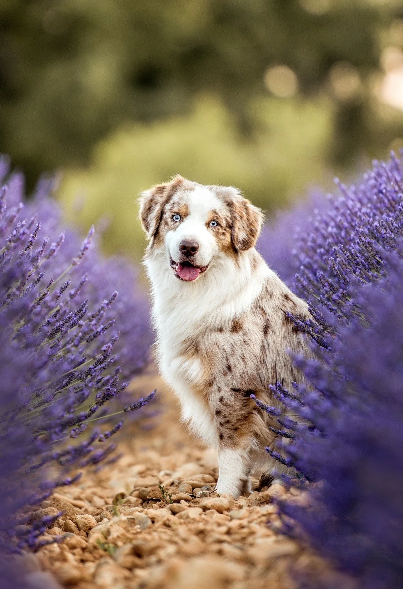 Un chien de race australienne à rayures merle, avec des yeux bleus, dans un champ de lavande en fleurs.
