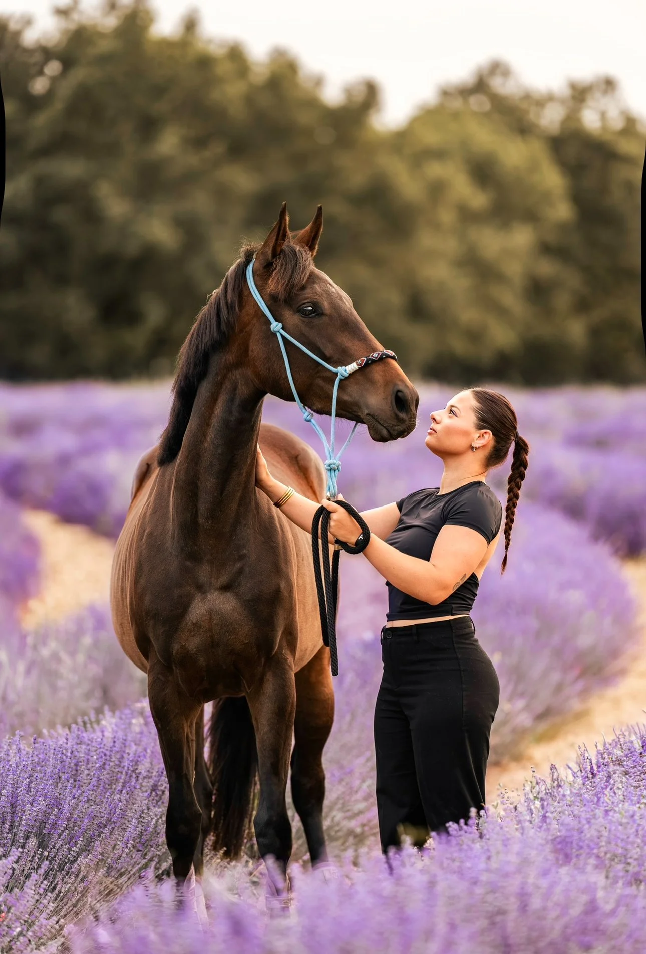 Une femme et un cheval dans un champ de lavande en fleurs.