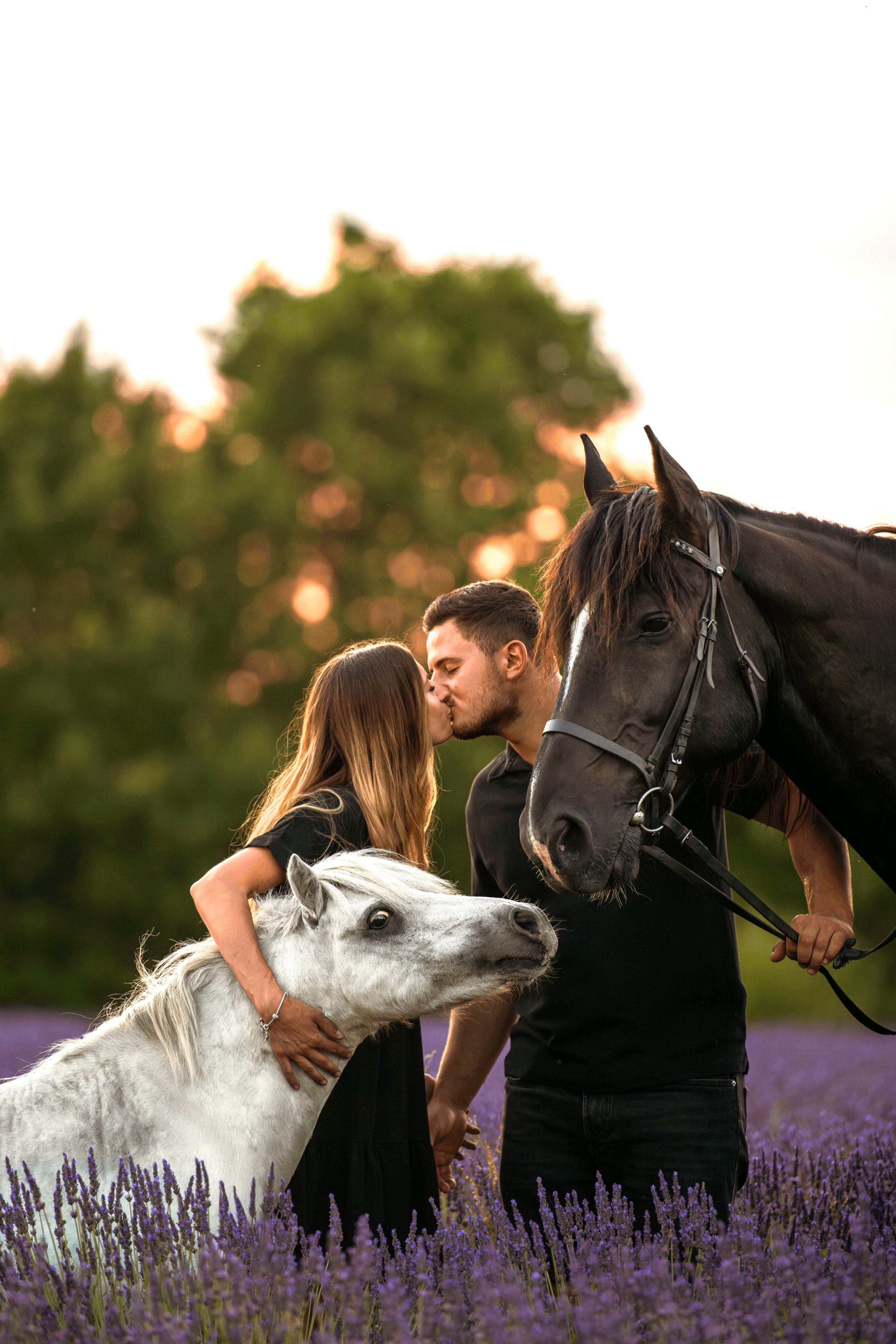 Un couple s'embrasse dans un champ de lavande avec deux chevaux, un noir et un blanc, lors d'un coucher de soleil.