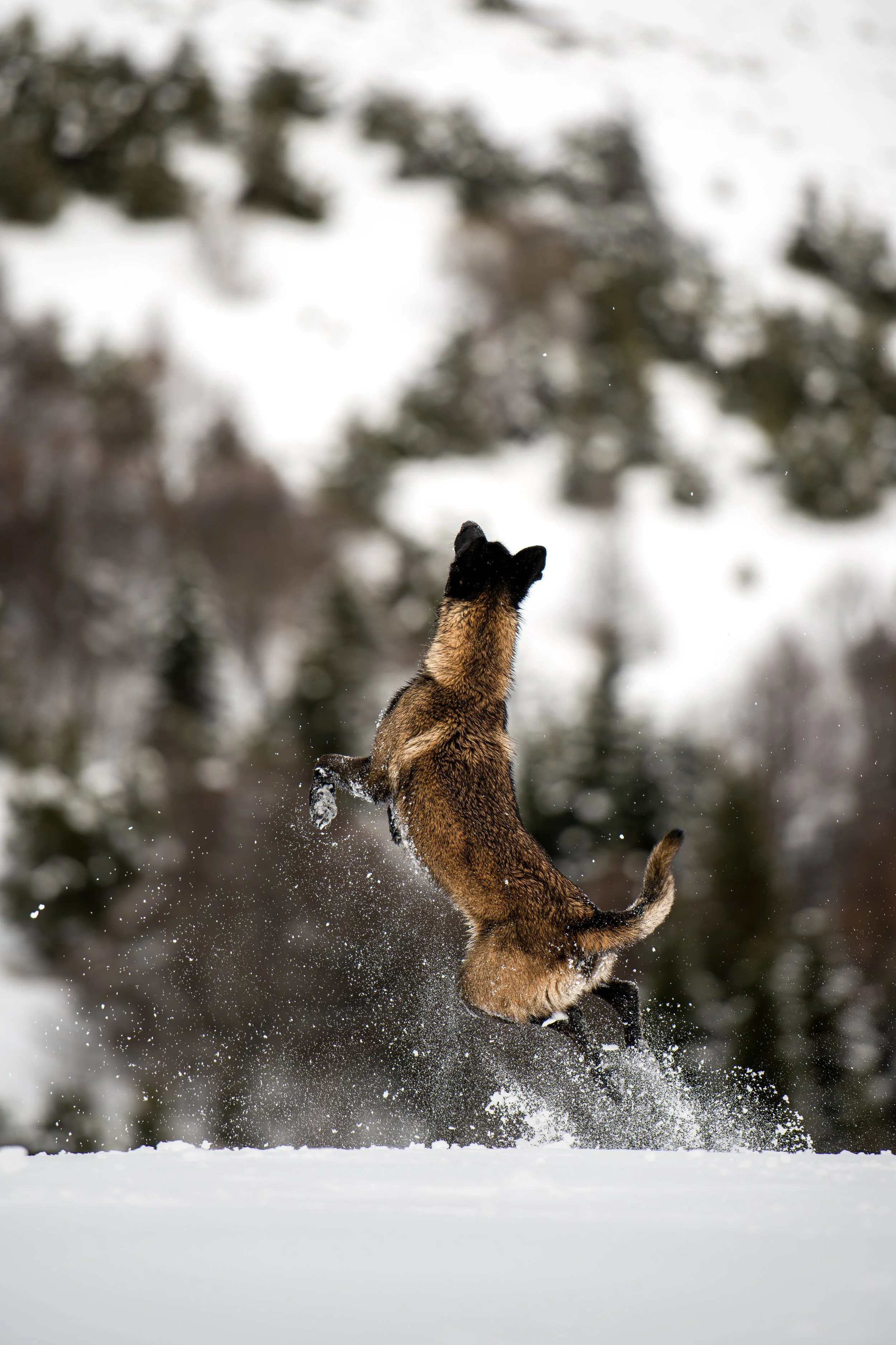 Un chien rougeâtre sauteur dans la neige, avec un arrière-plan flou d'arbres enneigés.