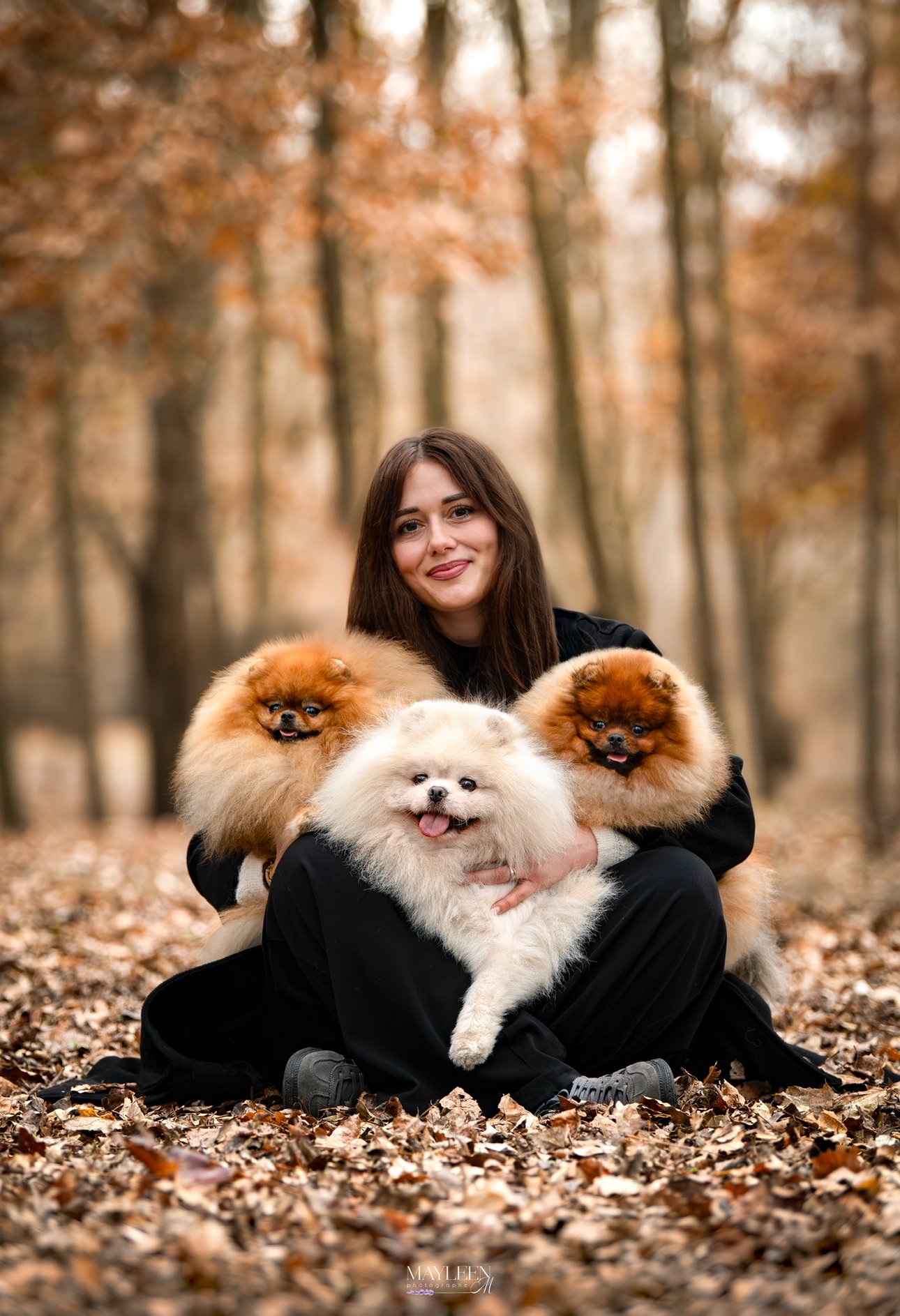 Une femme rousse assise dans une forêt automnale, entourée de trois chiens de race Pomeranian, tous avec des pelages en nuances de blanc et de brun.