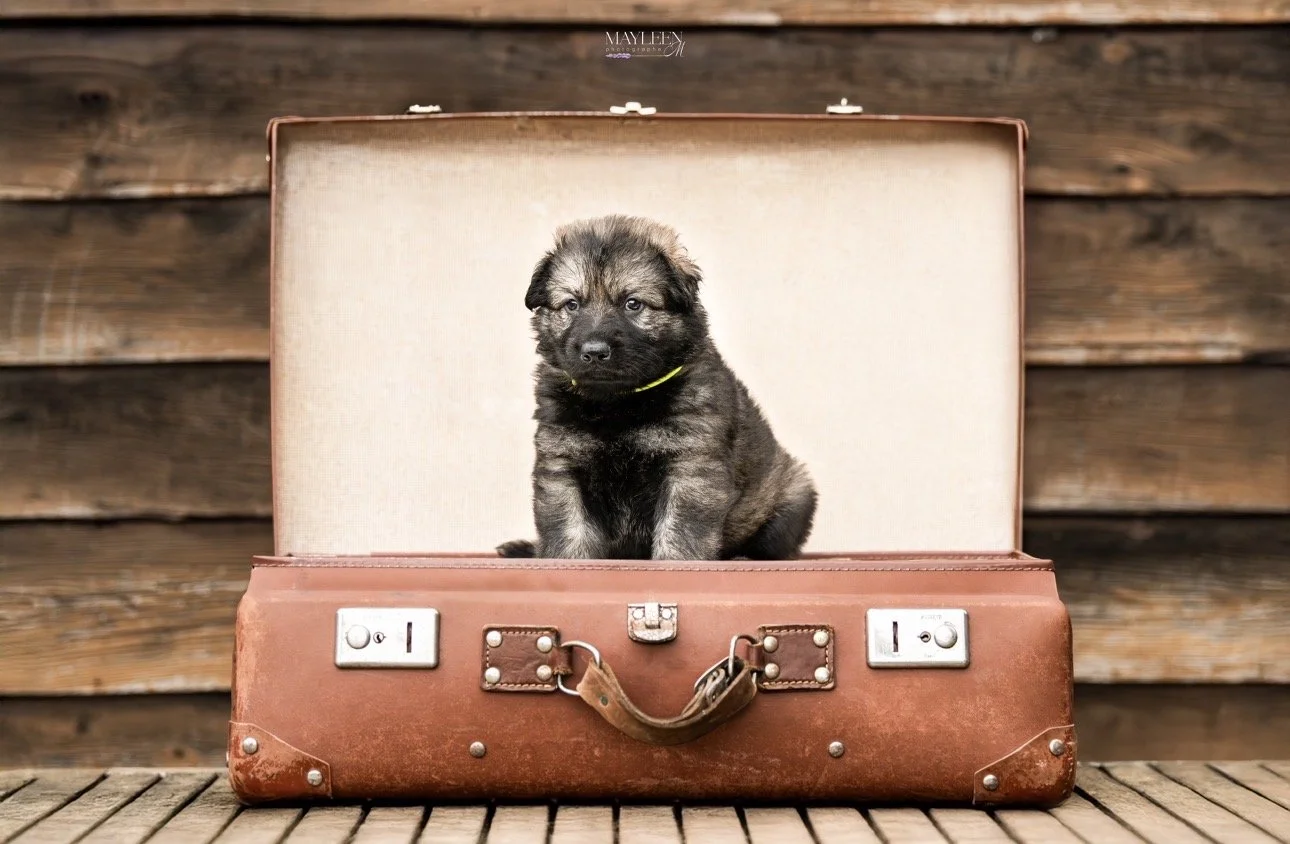 Un chiot assis dans une vieille valise en cuir devant une cloison en bois