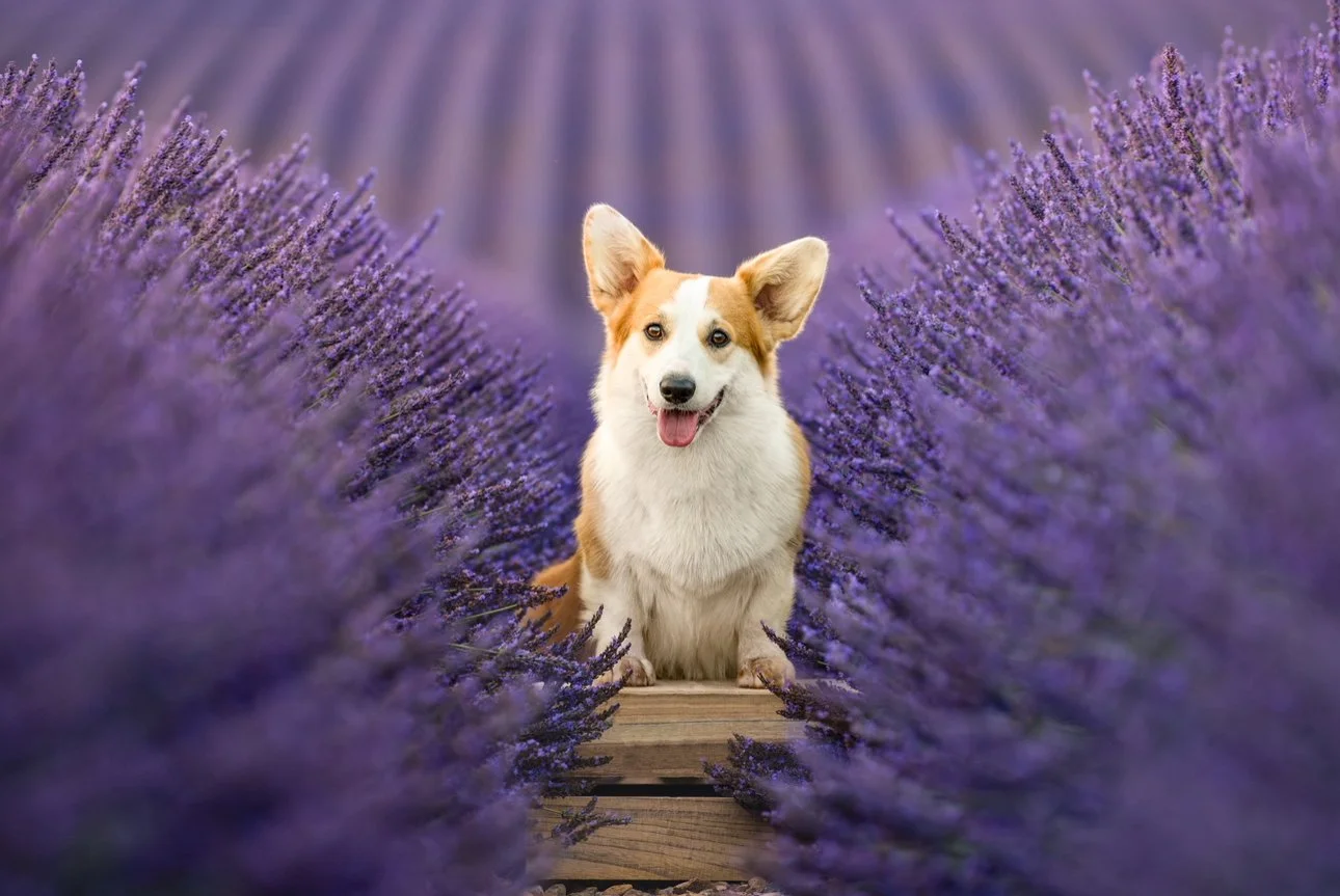 Un chien de race Pembroke Welsh Corgi assis sur un passage en bois au milieu d'un champ de lavande en fleurs, avec des rangées de lavande violette s'étendant à perte de vue.
