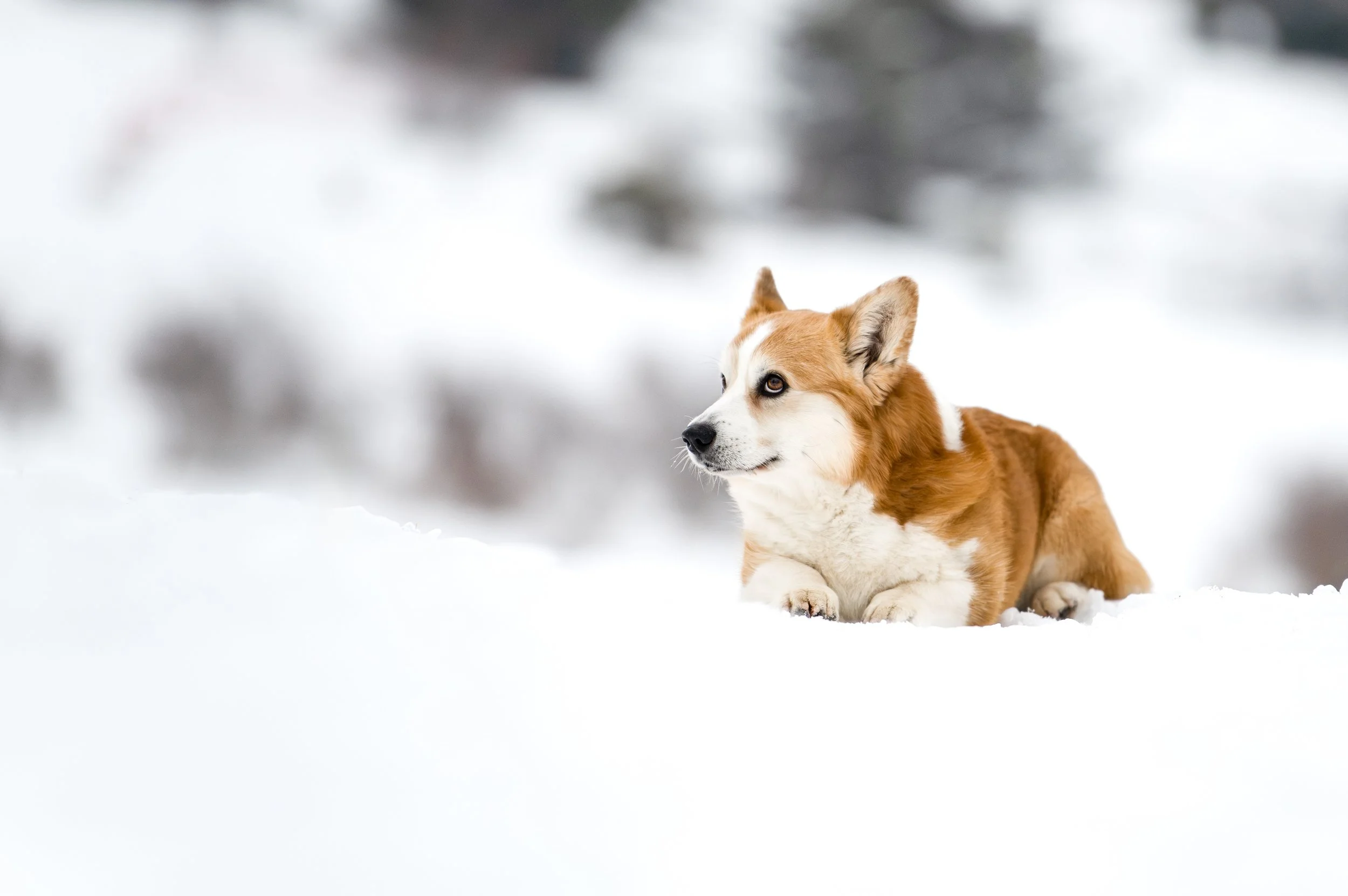 Un chien de race Corgi allongé dans la neige, regardant vers la droite, avec un arrière-plan flou de paysage enneigé.