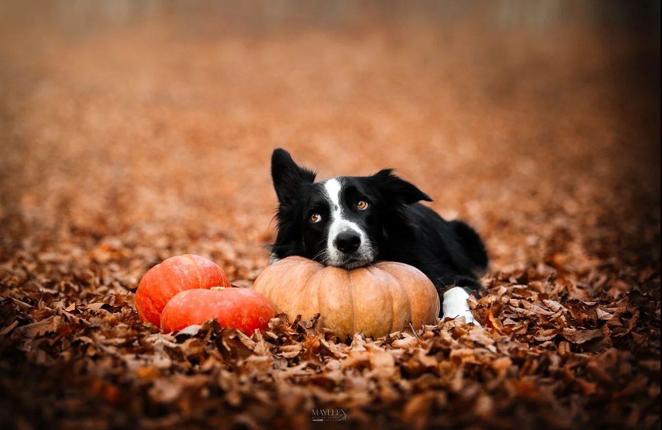 Un chien noir et blanc repose sur un tas de feuilles mortes, entouré de plusieurs citrouilles d'automne dans une forêt aux couleurs chaudes.