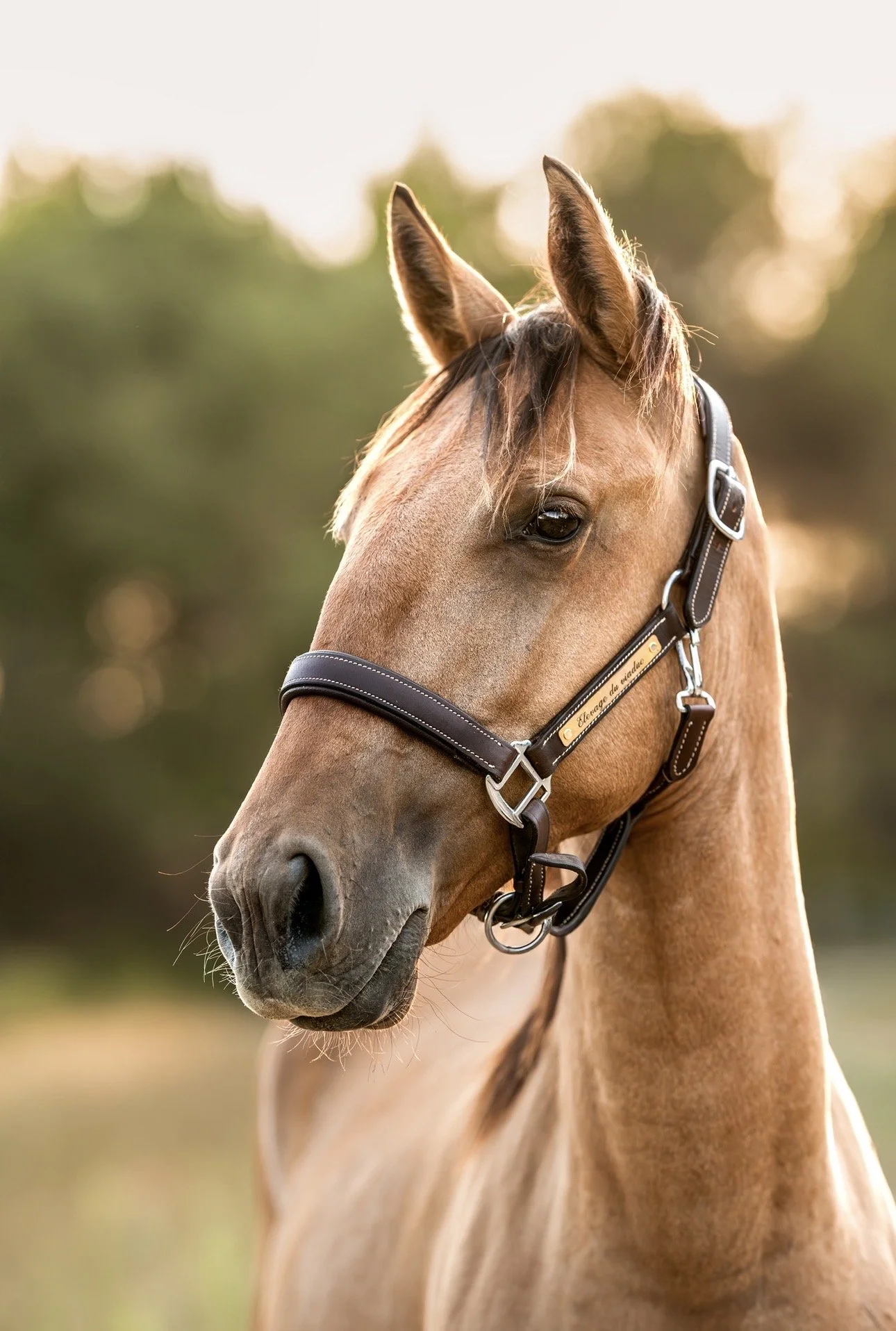 Un cheval marron clair portant un harnais noir avec une plaque gravée, dans un environnement naturel au coucher du soleil.